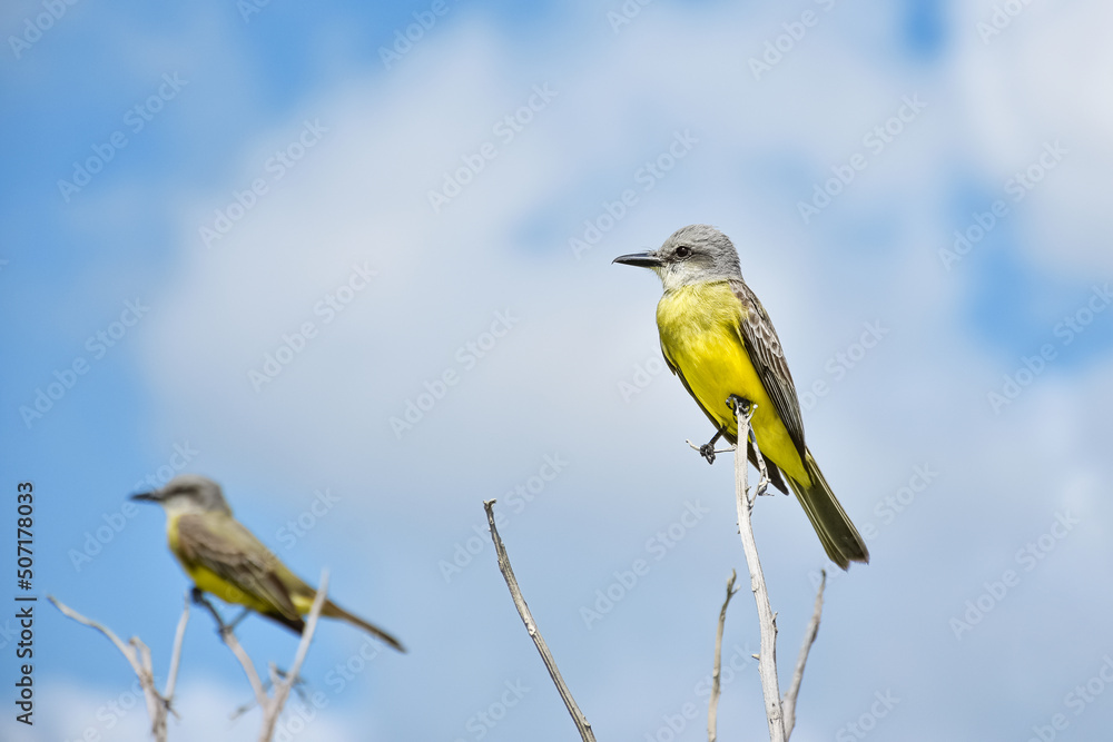 AVES DE PECHO AMARILLO SOBRE RAMAS. AVES DE PECHO AMARILLO SOBRE RAMAS.