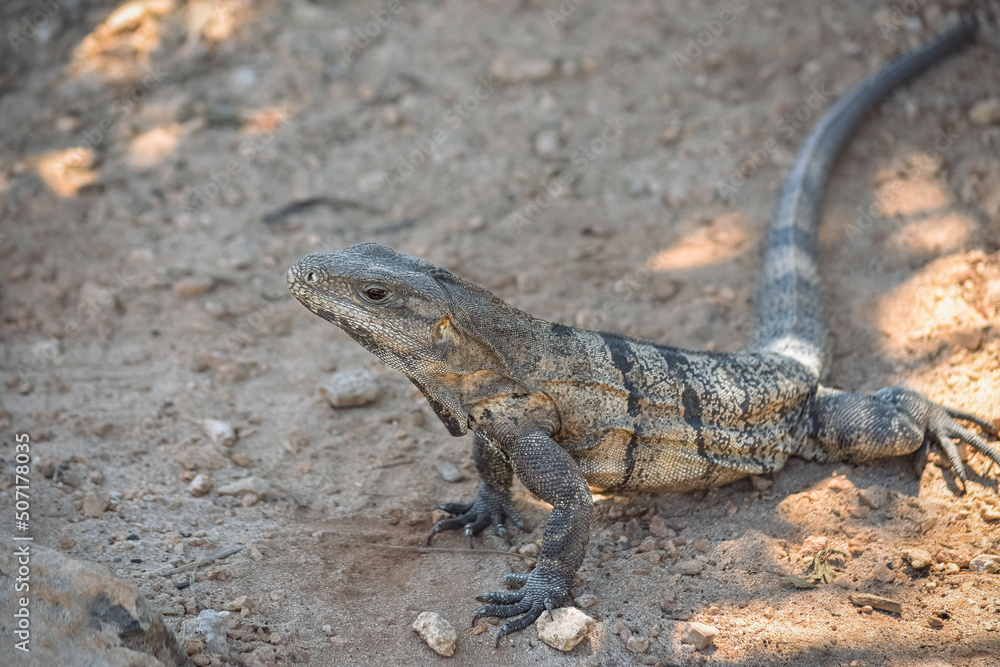 Fototapeta premium IGUANA SOLA. MEXICO. HORIZONTAL. COLOR.