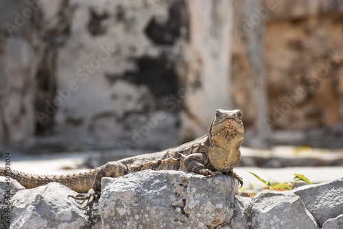 IGUANA AL SOL, SOBRE ROCAS. TULUM. MEXICO photo