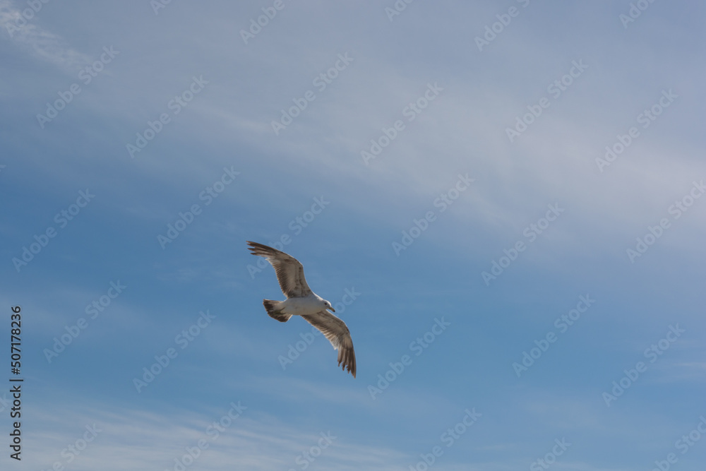 Obraz premium Western Gull Larus occidentalis bird flying gracefully overhead at Westport, Washington