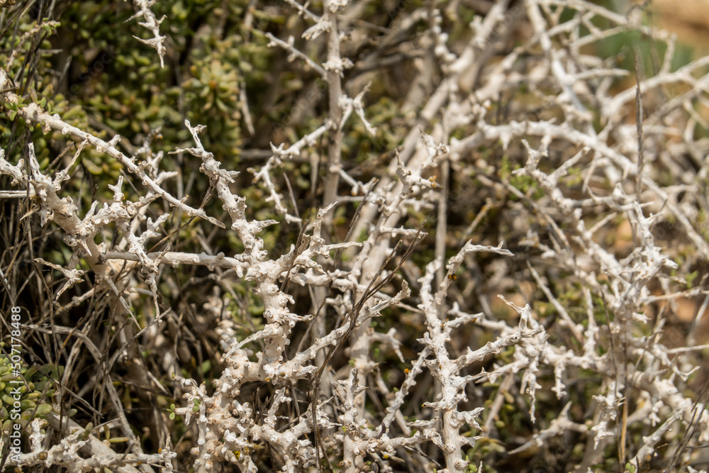 Southern Boxthorn (Lycium intricatum) Southern Boxthorn (Lycium intricatum)