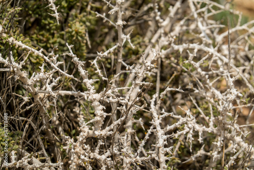 Southern Boxthorn (Lycium intricatum)