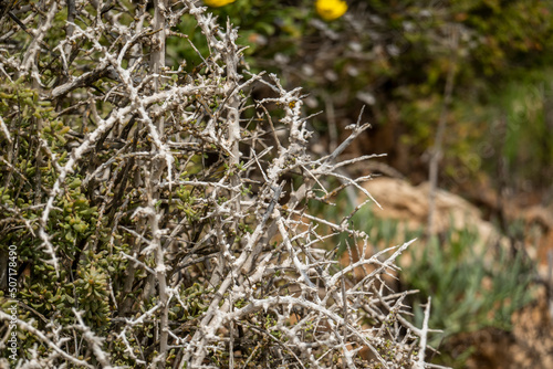 Southern Boxthorn (Lycium intricatum)