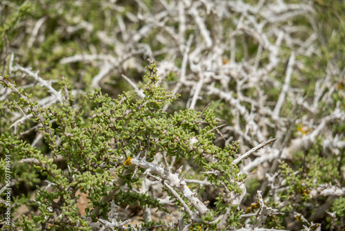 Southern Boxthorn (Lycium intricatum)