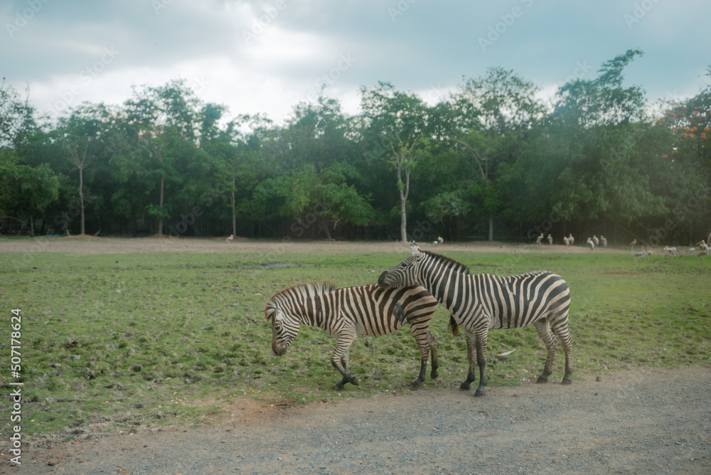 Fototapeta premium Animals in an open zoo without cages.