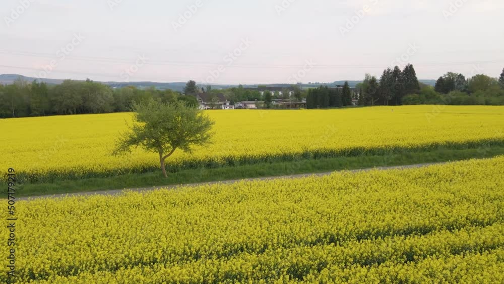 Stunning yellow rapeseed fields in the rural countryside of Hesse, Germany. Low flying aerial shot Stunning yellow rapeseed fields in the rural countryside of Hesse, Germany. Low flying aerial shot