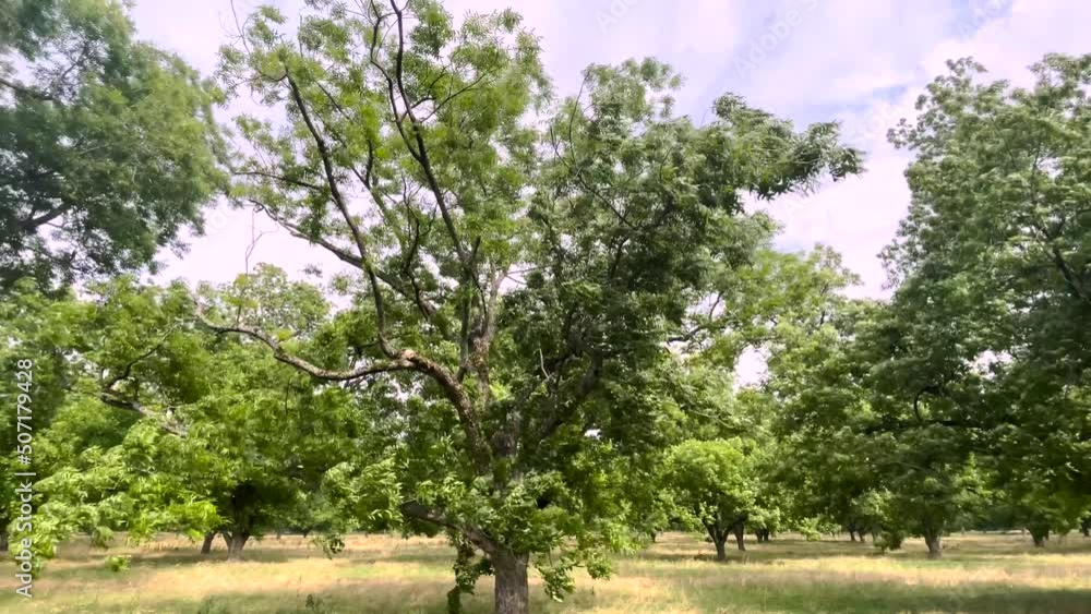 Pecan Tree plantation in the spring full lush trees waving in the wind Pecan Tree plantation in the spring full lush trees waving in the wind
