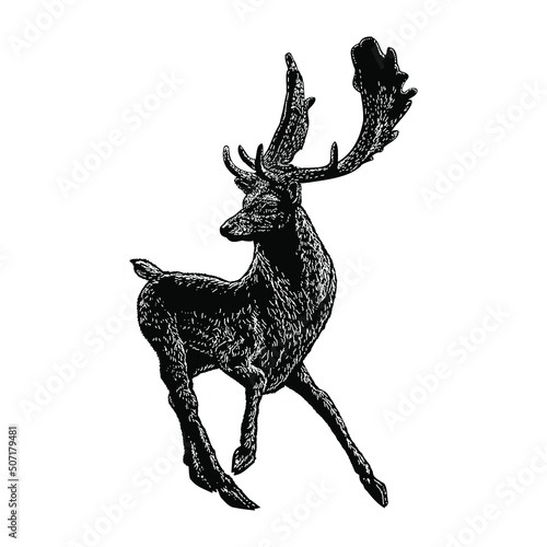 fallow deer illustration isolated on background