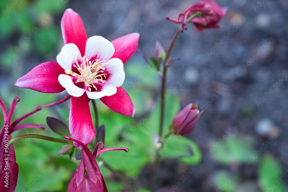 white-red-rose flower close up