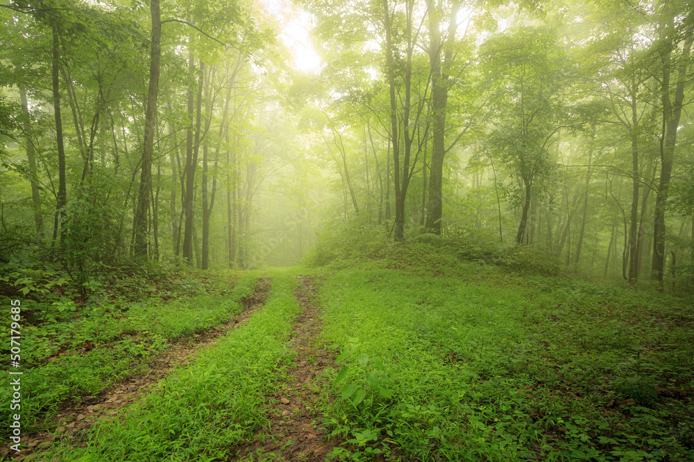 Obraz premium A Walk in the Woods on worn path through foggy green forest