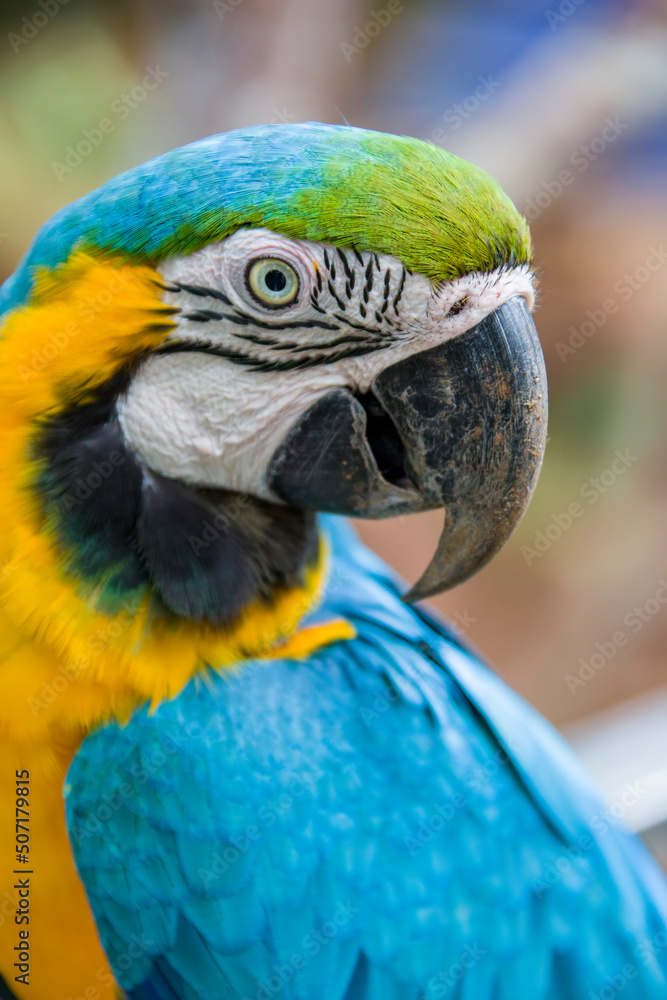The closeup image of Blue-and-yellow macaw (ara ararauna).
It is a large South American parrot with mostly blue top parts and light orange underparts, with gradient hues of green on top of its head. The closeup image of Blue-and-yellow macaw (ara ararauna).
It is a large South American parrot with mostly blue top parts and light orange underparts, with gradient hues of green on top of its head.