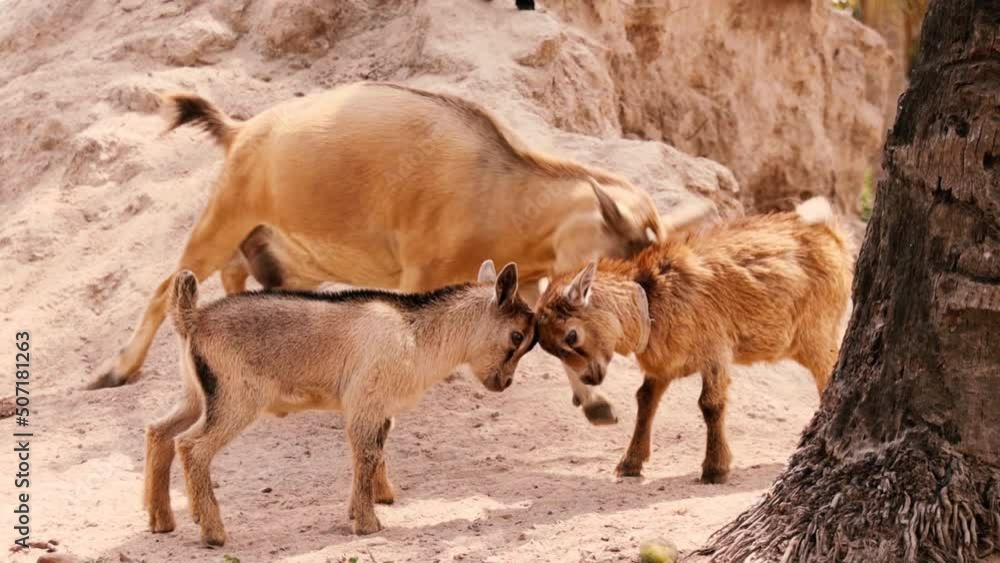 Two young goats and a pregnant goat fighting outdoors. Mother goat separating a fight between two young goats Two young goats and a pregnant goat fighting outdoors. Mother goat separating a fight between two young goats
