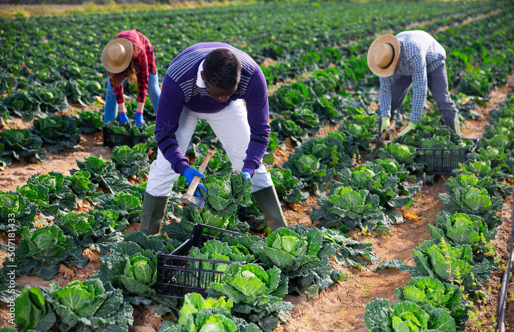 Fototapeta premium Harvest time. Group of agricultural workers cutting ripe heads of savoy cabbage on farm field on sunny spring day