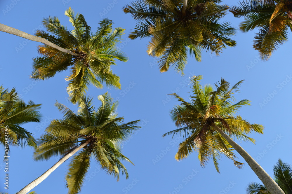 Tropical scenery Tropical scenery
