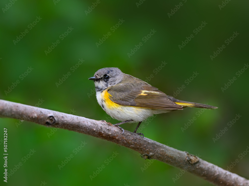 American Redstart Warbler perched on tree branch on green background in spring