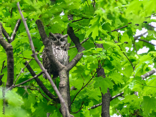  Eastern Screech Owl sitting on tree branch in spring, portrait