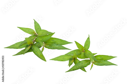 Persicaria odorata leaf isolated on white background.(Vietnamese cilantro)