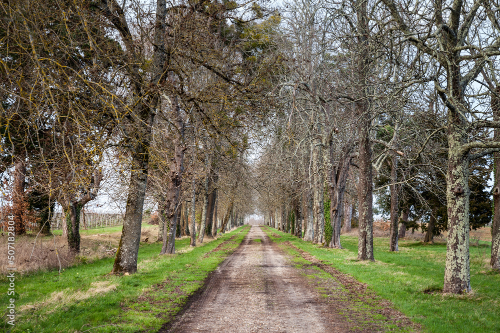 Perpective on an abandoned and neglected park alley in a French park, with old trees and a straight footpath. ...