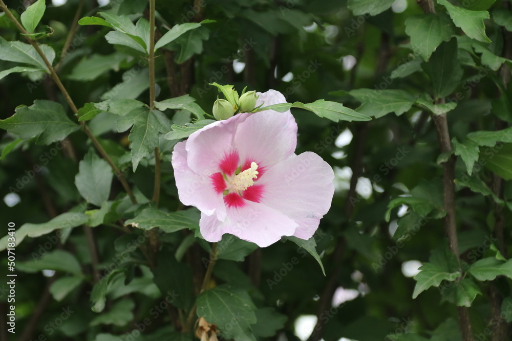 Obraz premium ムクゲの花