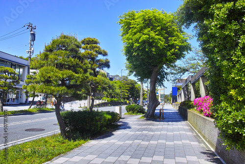 快晴の鎌倉、若宮大路の新緑の樹木と一の鳥居