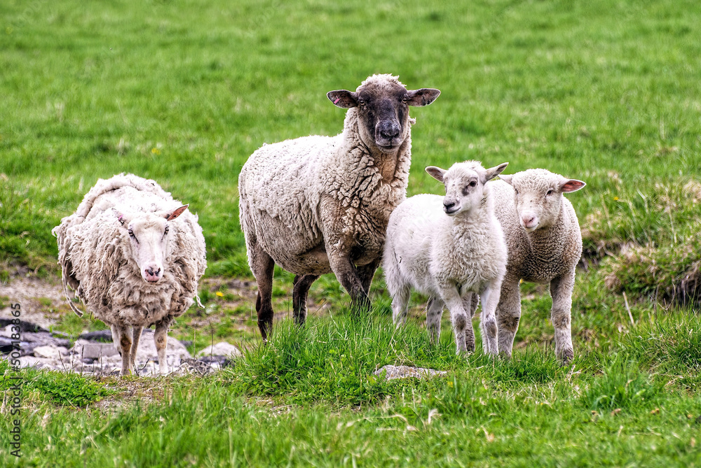 Obraz premium Family of funny looking sheep in field