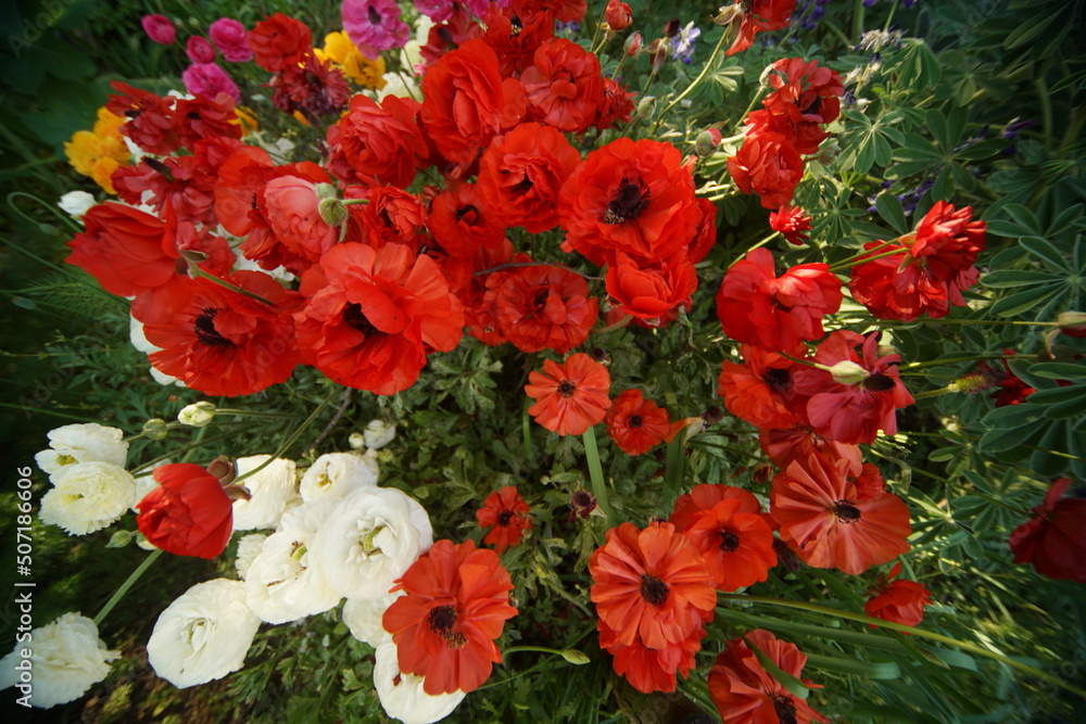 Fototapeta premium 伏見の濠川の花壇