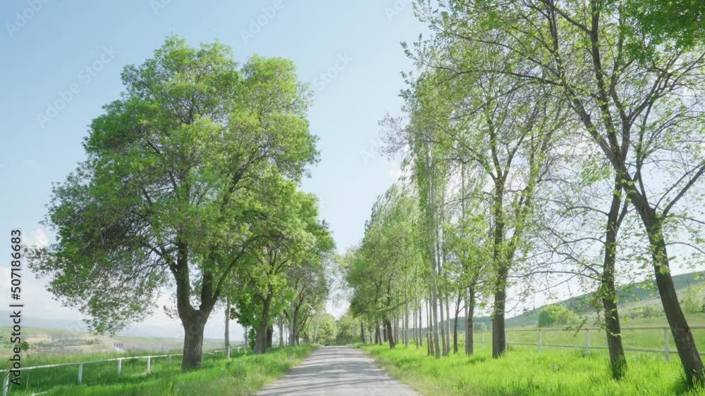 a beautiful road lined with trees a beautiful road lined with trees