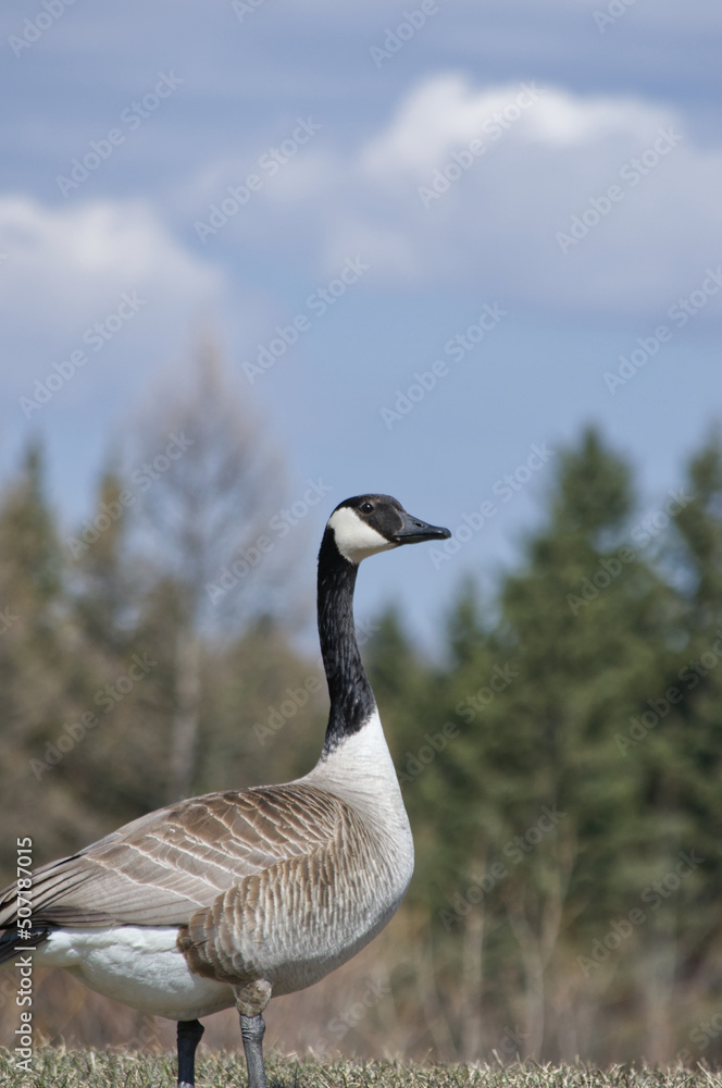 A Canada Goose standing on Guard A Canada Goose standing on Guard