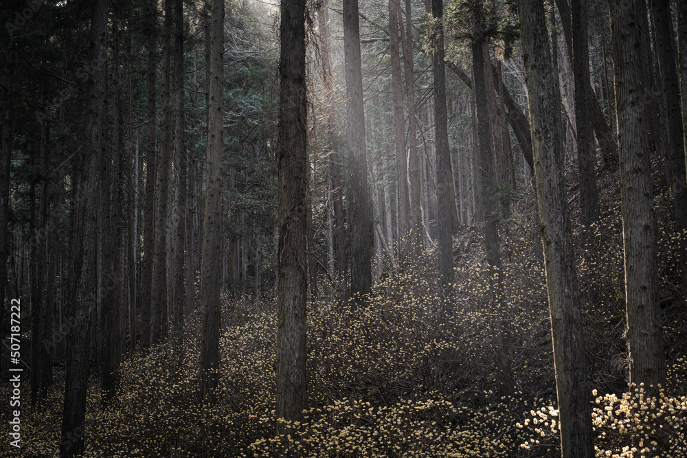 Fototapeta premium 光芒が降り注ぐ新緑の季節の森の朝