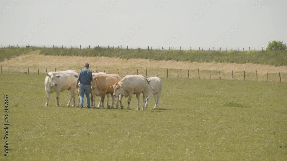 Group of cows following farmer in green meadow Group of cows following farmer in green meadow
