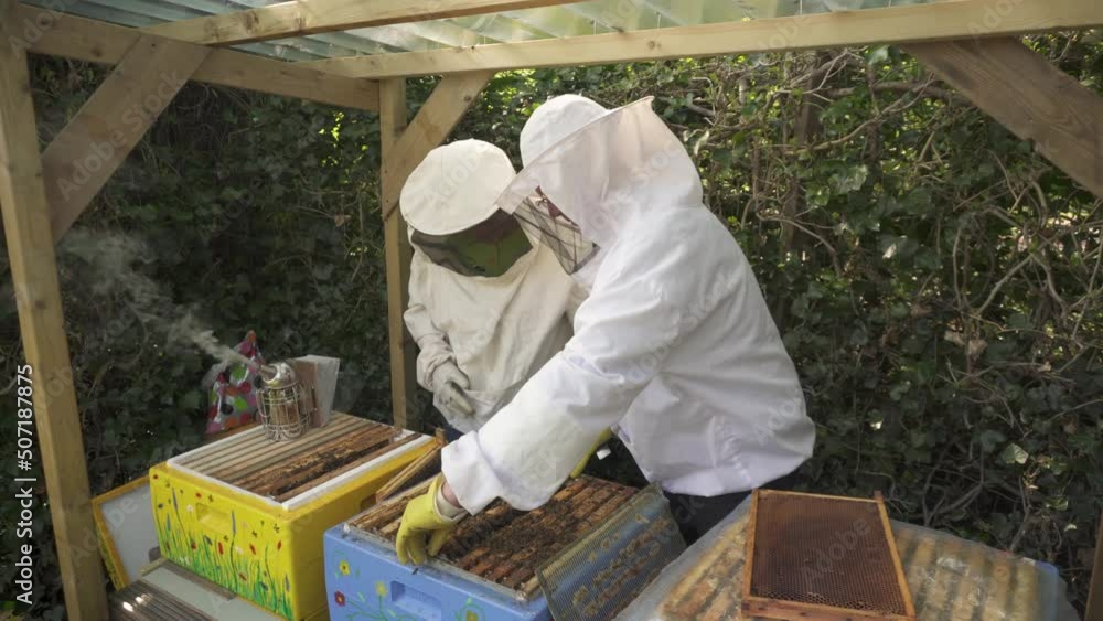 Beekeeper In Bee Suit Removing Brood Frame From Brood Chamber Using Chisel In Bee Farm. medium shot Beekeeper In Bee Suit Removing Brood Frame From Brood Chamber Using Chisel In Bee Farm. medium shot