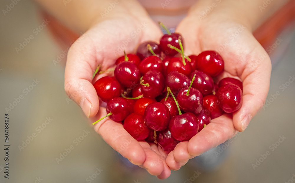 Cherry in hands. Organic fruit. Farmers hands with freshly harvested fruit. Fresh organic cherries Cherry in hands. Organic fruit. Farmers hands with freshly harvested fruit. Fresh organic cherries