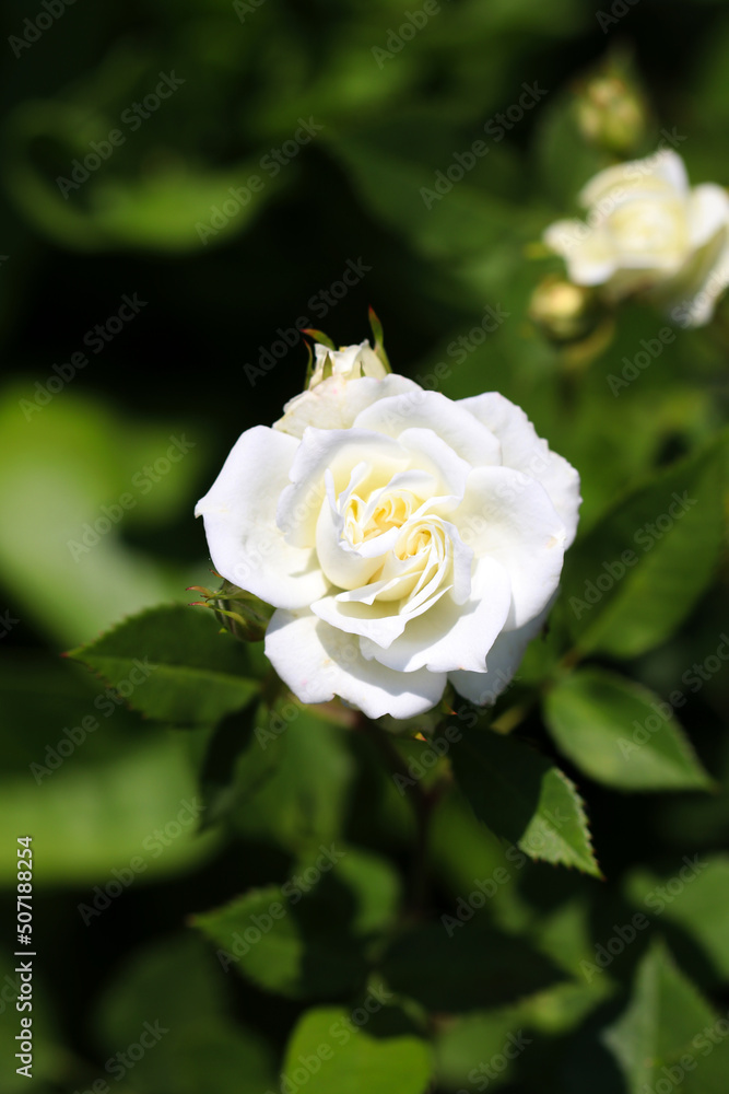 Noble white rose flower head of Noble white rose flower head of