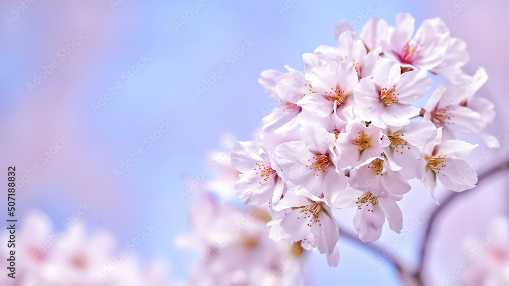 Fototapeta premium 満開の桜