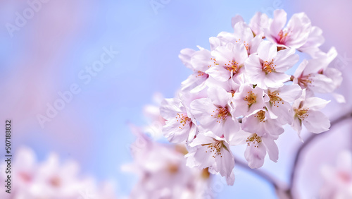 満開の桜 © kharazono