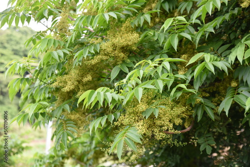 Rhus sylvestris tree and flowers. Anacardiaceae deciduous and dioecious tree. The yellow-green flowers bloom around May.