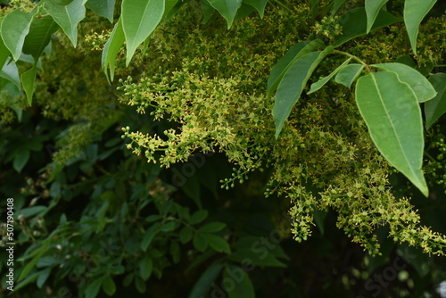 Rhus sylvestris tree and flowers. Anacardiaceae deciduous and dioecious tree. The yellow-green flowers bloom around May. photo