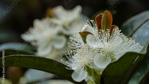 Flor do fruto da grumixama, encontrada na mata atlântica photo