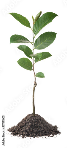 Wallpaper Mural jackfruit tree or jack tree plant with soil isolated on white background texture, artocarpus heterophyllus, edible and most beneficial tree plant, closeup Torontodigital.ca