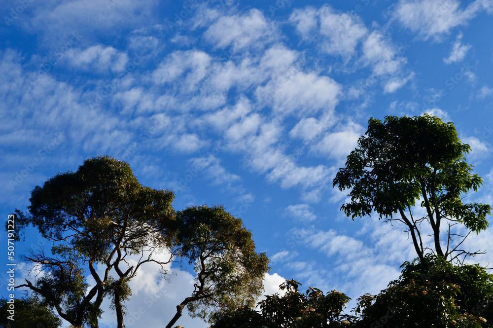 Obraz premium Trees in the mountains with interesting cloud formations