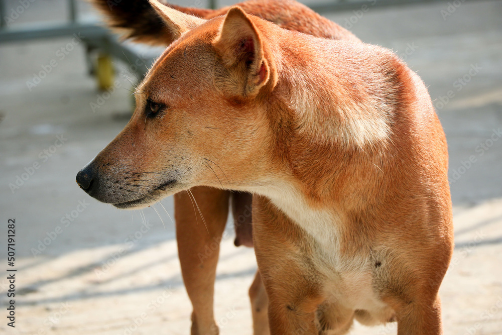 A Brown Bangladeshi Dog in the Street in Closeup Shot