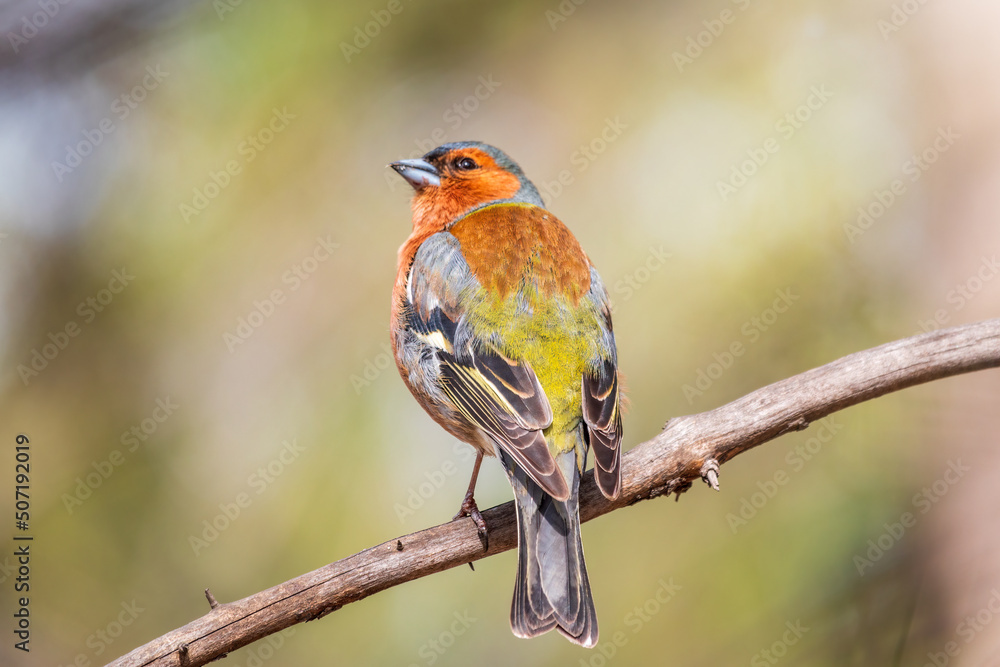 Common chaffinch, Fringilla coelebs, sits on a tree. Common chaffinch in wildlife. Common chaffinch, Fringilla coelebs, sits on a tree. Common chaffinch in wildlife.