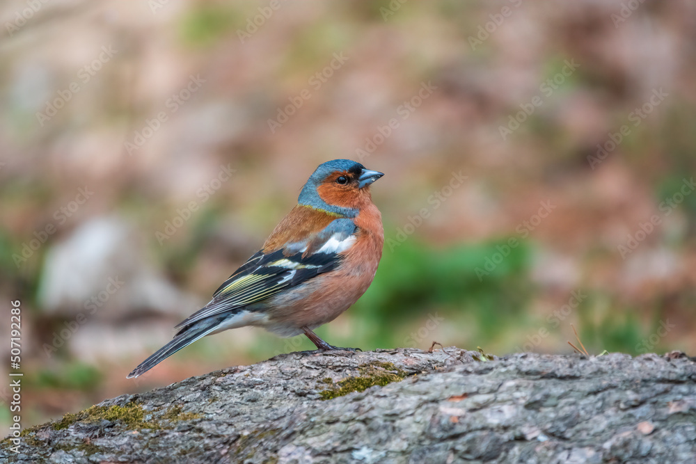 Common chaffinch, Fringilla coelebs, sits on a tree. Common chaffinch in wildlife. Common chaffinch, Fringilla coelebs, sits on a tree. Common chaffinch in wildlife.