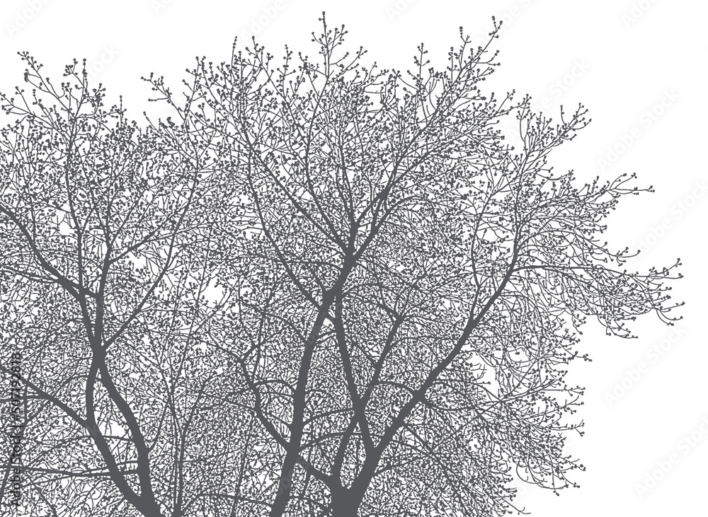 Silhouette of tree branches on a white background. Realistic black and white illustration of American maple branches.