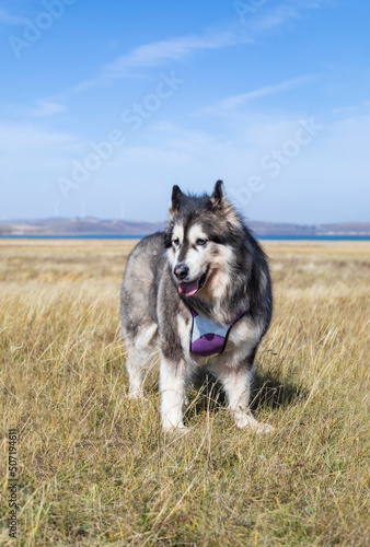 Alaskan dogs playing in the wild