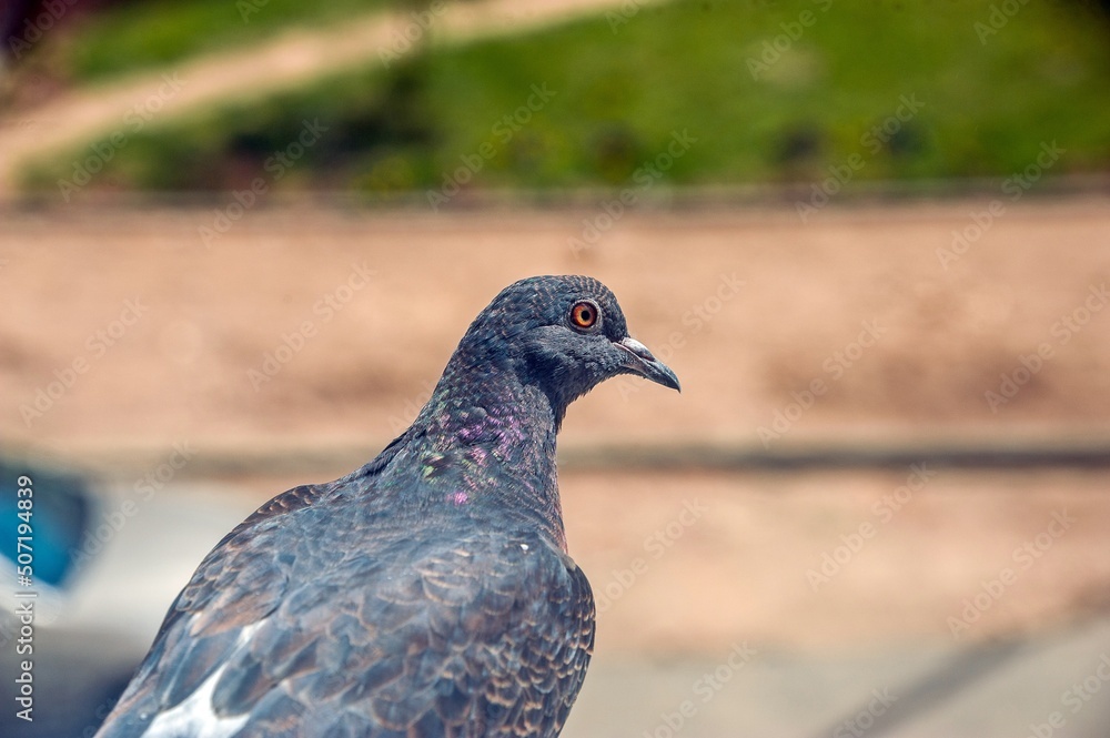 A young pigeon is sitting outside the window A young pigeon is sitting outside the window