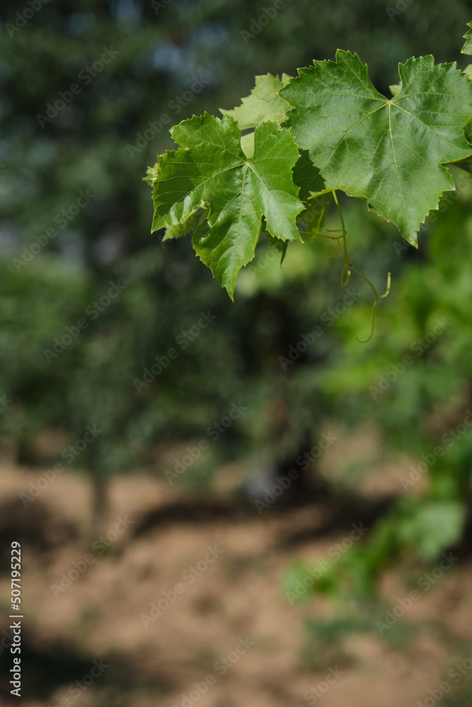 Natural vine leaves in the vineyard. Natural vine leaves in the vineyard.