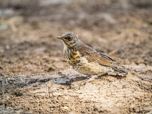 A fieldfare chick, Turdus pilaris, has left the nest and sitting on the spring lawn. A fieldfare chick sits on the ground and waits for food from its parents.