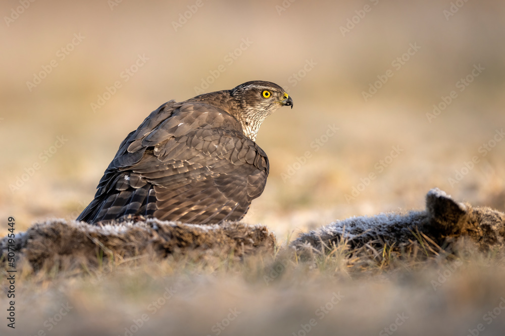 Fototapeta premium Northern goshawk bird ( Accipiter gentilis )