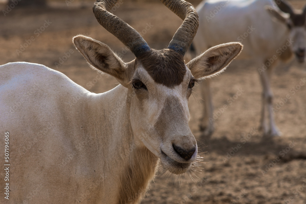 White antelope